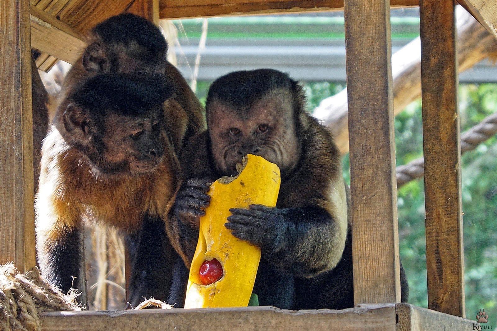 Фото Новосибирцев позвали на показательное кормление тигрицы и обезьян 3