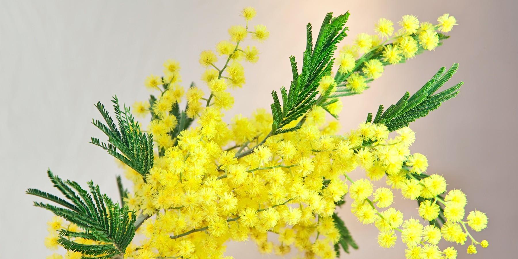 Фото Жёлтые тюльпаны – не вестники разлуки: что на самом деле означают цветы к 8 Марта 11