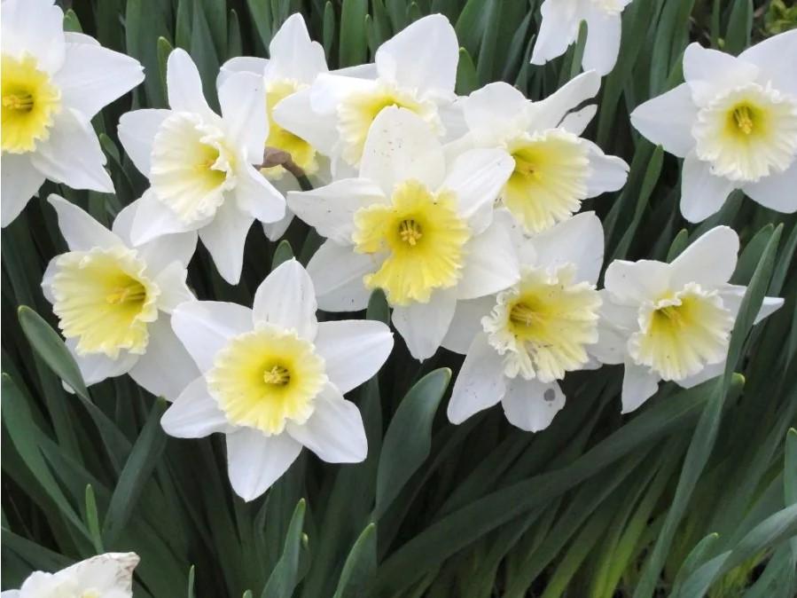 Фото Жёлтые тюльпаны – не вестники разлуки: что на самом деле означают цветы к 8 Марта 12
