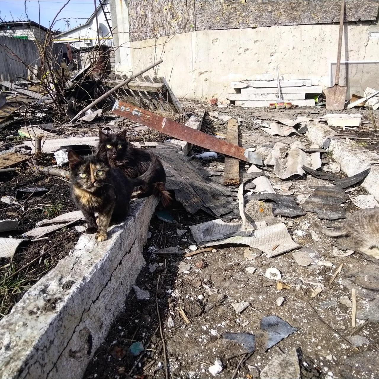 Фото Жители Донбасса рассказали депутату из Новосибирска об ужасах киевского режима 3