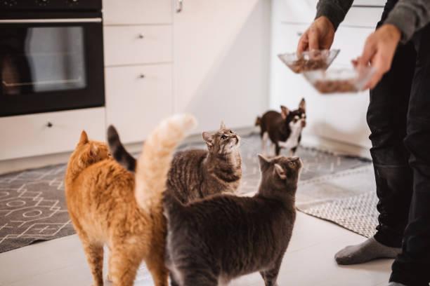 Фото В магазинах пропали зарубежные корма: как приучить кошку к домашней еде – три простых совета 4