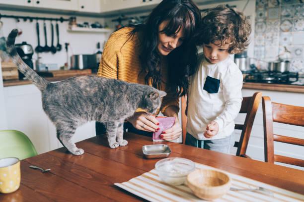Фото В магазинах пропали зарубежные корма: как приучить кошку к домашней еде – три простых совета 2