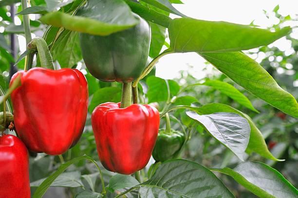 Фото Лунный календарь огородника на март 2022 года: когда высаживать перцы и томаты 2