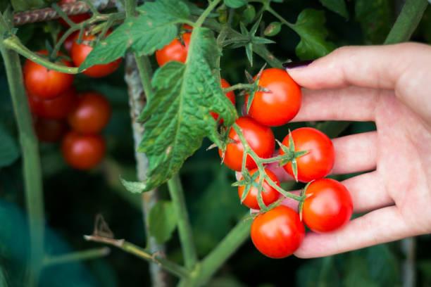 Фото Лунный календарь огородника на март 2022 года: когда высаживать перцы и томаты 3