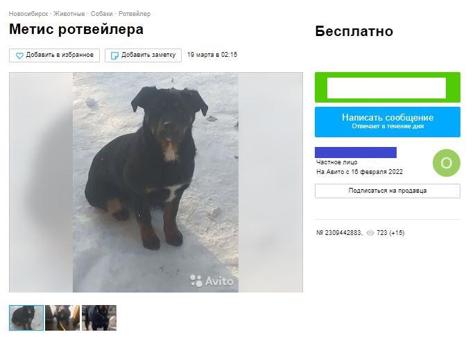 Фото Еве больно. У бездомного щенка в Новосибирске отказали лапы после ДТП 3
