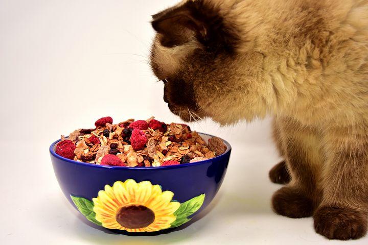 Фото Смерть для Мурки: эта человеческая еда медленно убивает домашних кошек 2