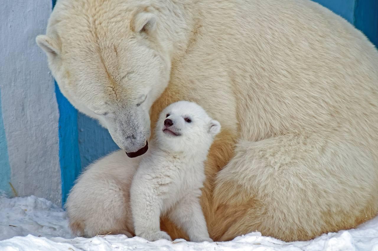Фото Медведица Герда из Новосибирского зоопарка впервые вышла на прогулку с малышами 5