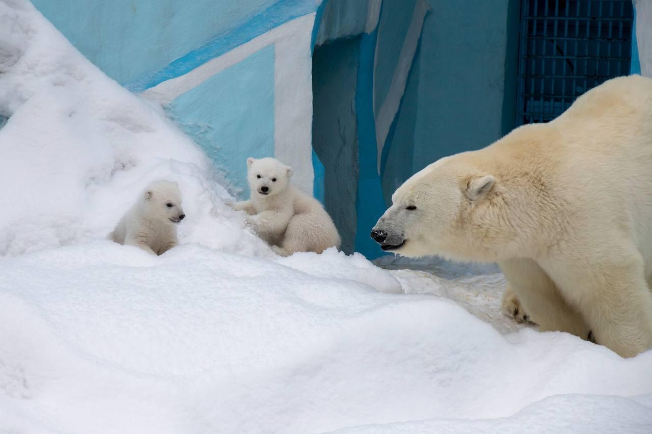 Фото Медведица Герда из Новосибирского зоопарка впервые вышла на прогулку с малышами 3