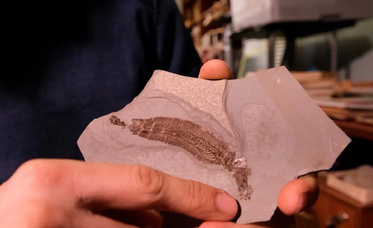 Фото Какими были динозавры, и как рыбка, жившая 100 миллионов лет назад, помогает геологам искать нефть 4