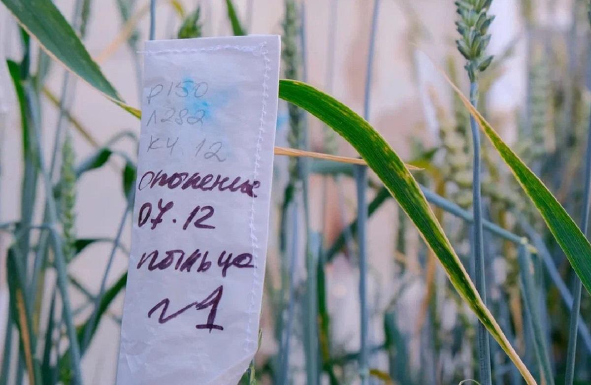 Фото Как спасти урожай: новосибирские ученые заставят пшеницу созревать раньше 2