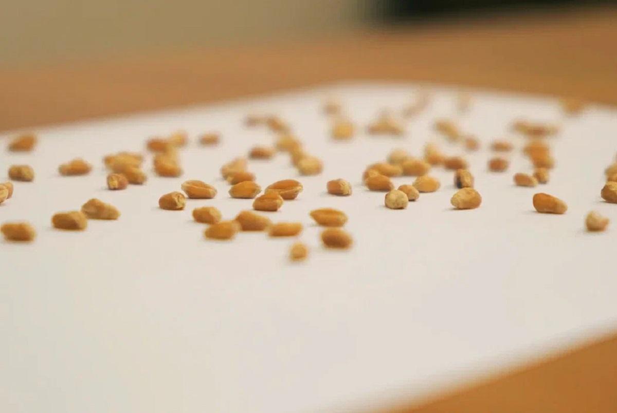 Фото Цифровая Золушка: измерять и считать семена  селекционерам поможет мобильное приложение 3