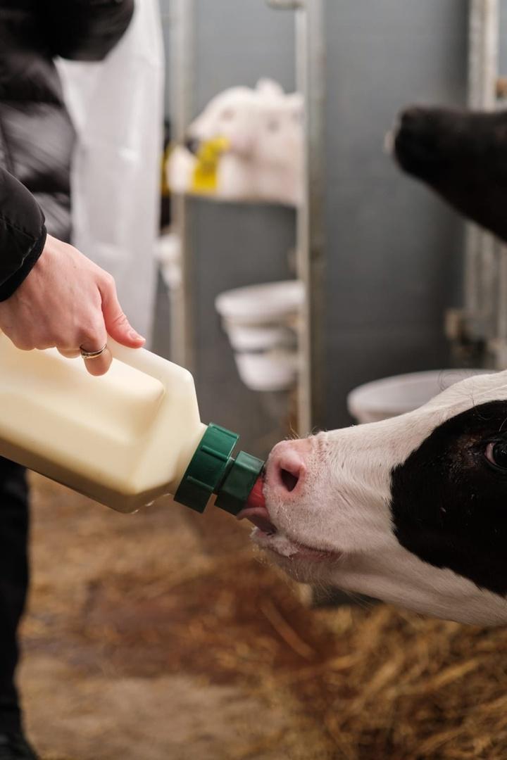 Фото Веселая Масленица и другие праздники: почему новосибирцы в выходные массово едут на молочную ферму 5 - Сиб.ФМ Фото Веселая Масленица и другие праздники: почему новосибирцы в выходные массово едут на молочную ферму 5