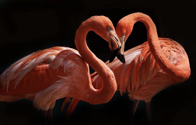 Фото Новосибирский зоопарк опубликовал весенние фото с дикими животными 2