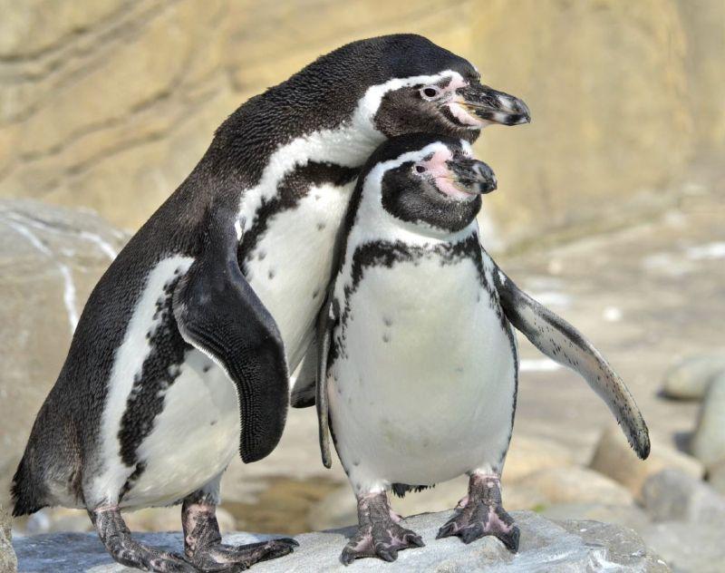 Фото Новосибирский зоопарк опубликовал весенние фото с дикими животными 4