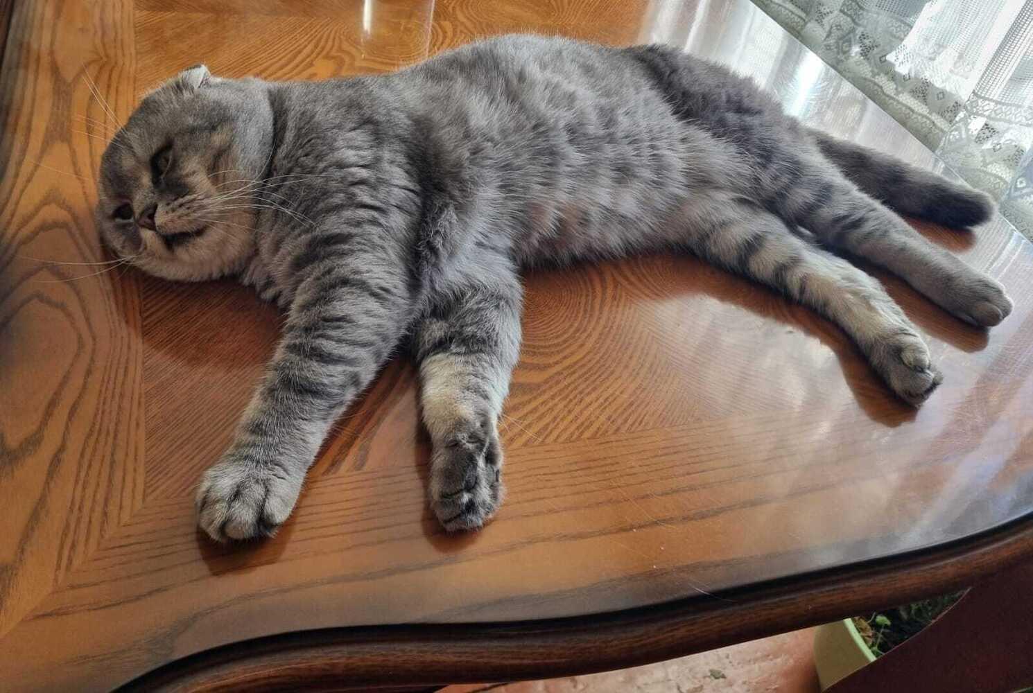 Фото В Новосибирске опубликовали смешные кадры мартовских котов 3