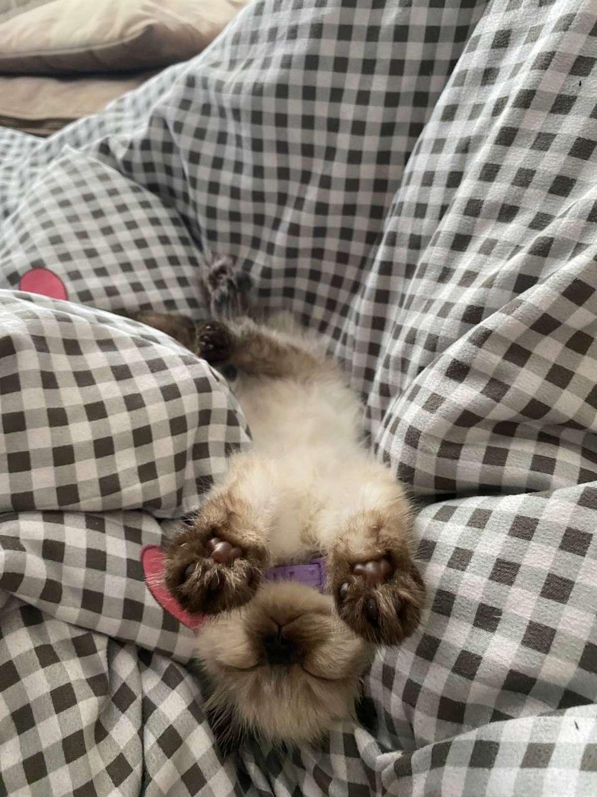 Фото День уважения кошки отмечают 28 марта: 30 кадров забавных усатых-полосатых 3 - Сиб.ФМ Фото День уважения кошки отмечают 28 марта: 30 кадров забавных усатых-полосатых 3