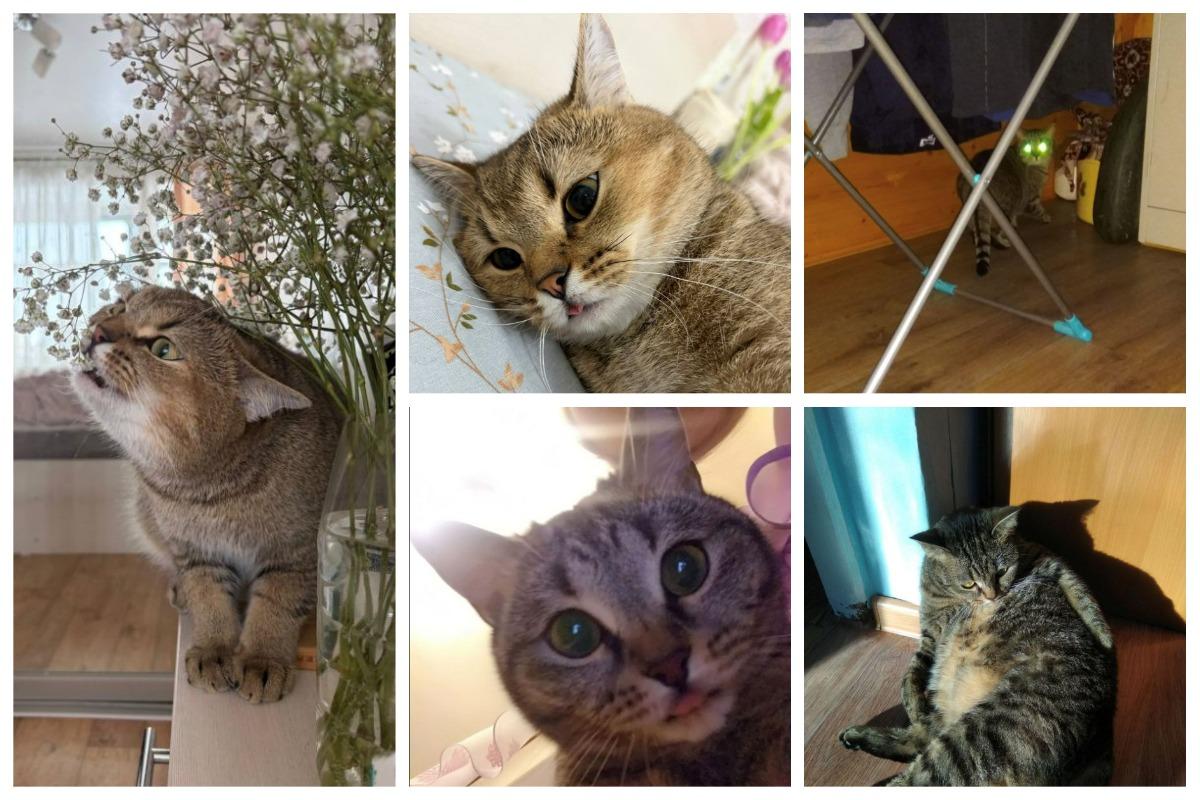 Фото В Новосибирске собрали самые смешные фото котов, снятых в неожиданный момент 4