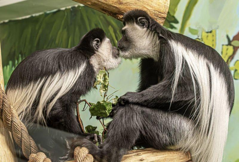 Фото Новосибирский зоопарк опубликовал весенние фото с дикими животными 3