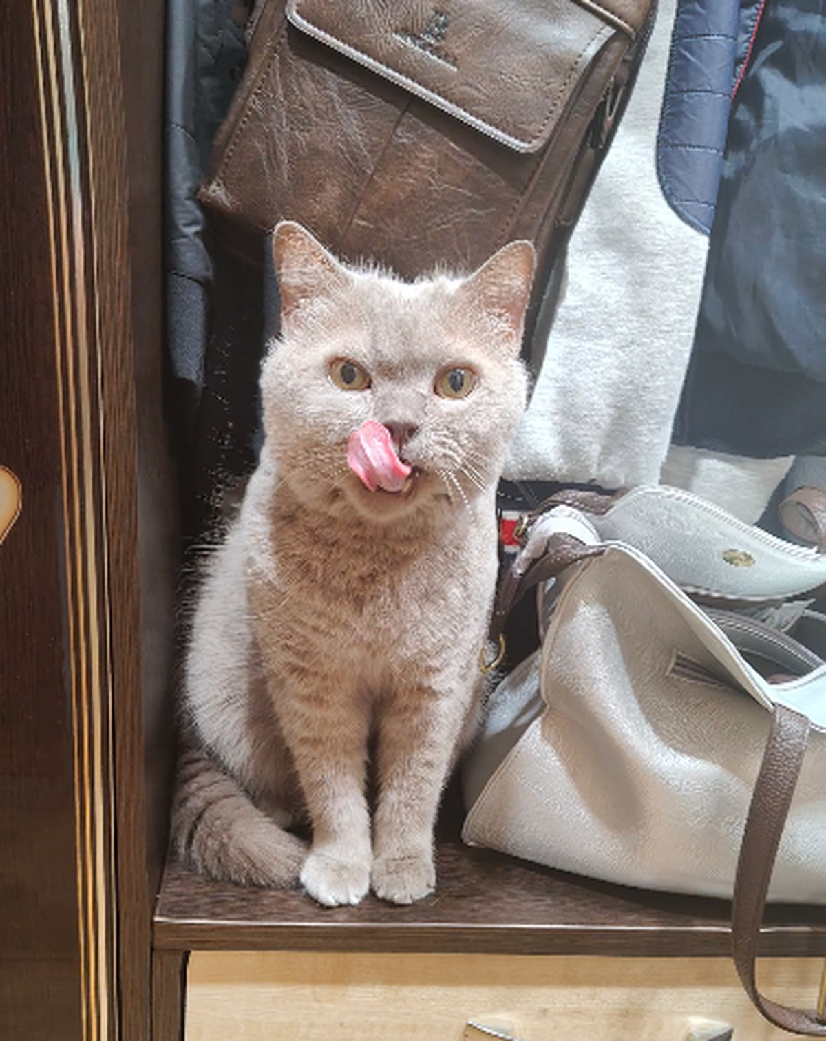 Фото День уважения кошки отмечают 28 марта: 30 кадров забавных усатых-полосатых 8 - Сиб.ФМ Фото День уважения кошки отмечают 28 марта: 30 кадров забавных усатых-полосатых 8