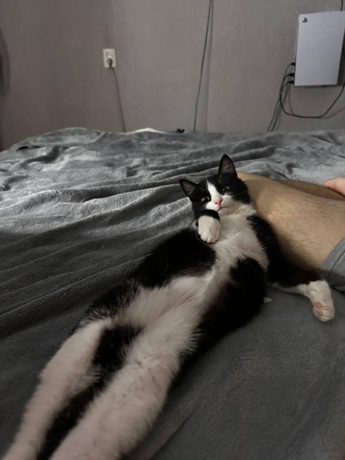 Фото День уважения кошки отмечают 28 марта: 30 кадров забавных усатых-полосатых 6 - Сиб.ФМ Фото День уважения кошки отмечают 28 марта: 30 кадров забавных усатых-полосатых 6