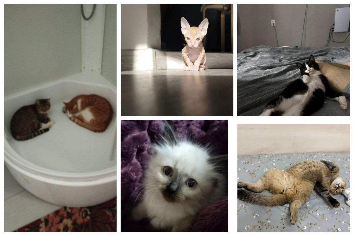 Фото В Новосибирске собрали самые смешные фото котов, снятых в неожиданный момент 3