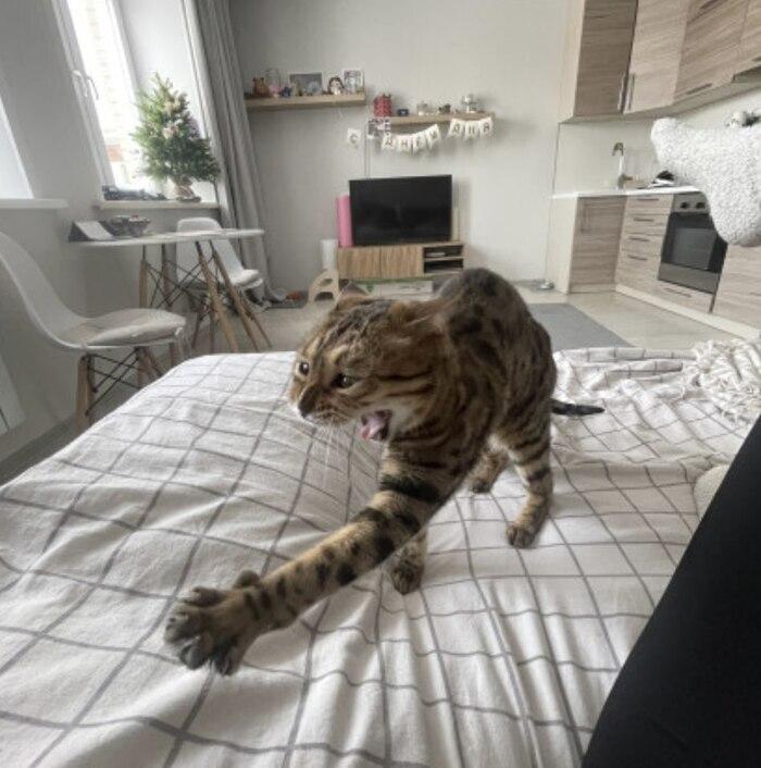 Фото В Новосибирске опубликовали смешные кадры мартовских котов 8