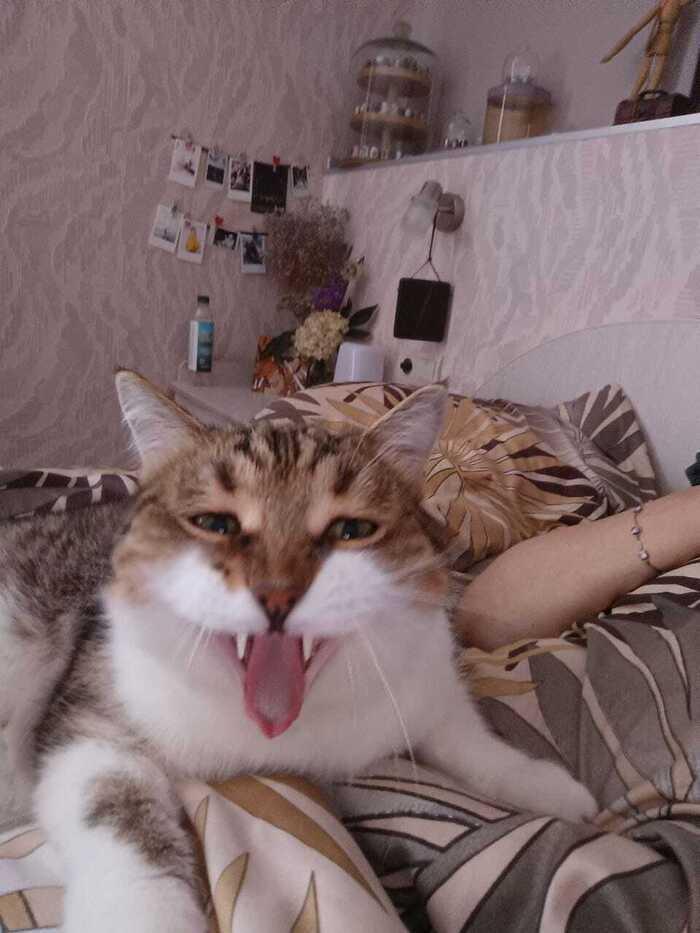 Фото В Новосибирске опубликовали смешные кадры мартовских котов 5