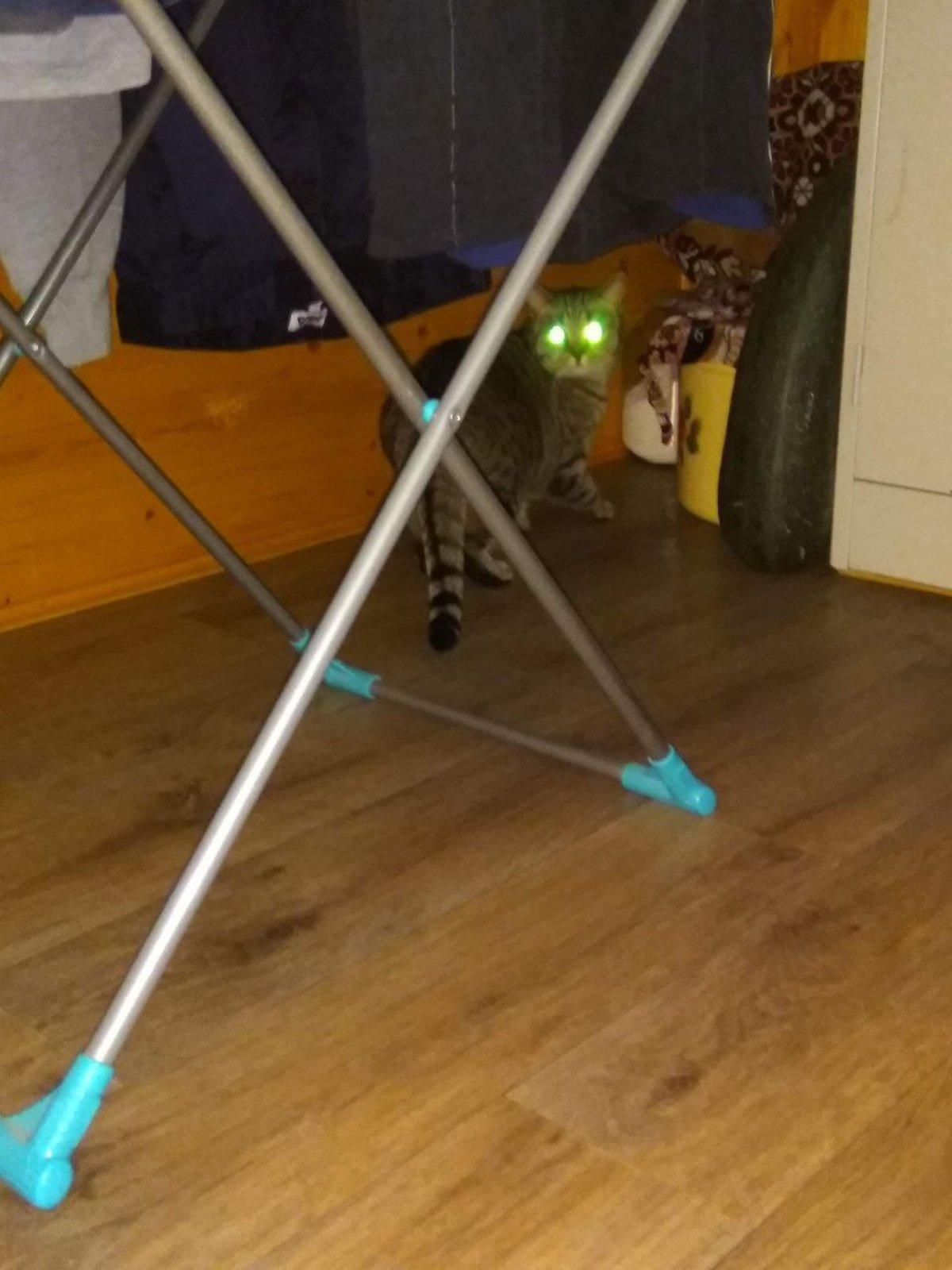 Фото День уважения кошки отмечают 28 марта: 30 кадров забавных усатых-полосатых 5 - Сиб.ФМ Фото День уважения кошки отмечают 28 марта: 30 кадров забавных усатых-полосатых 5