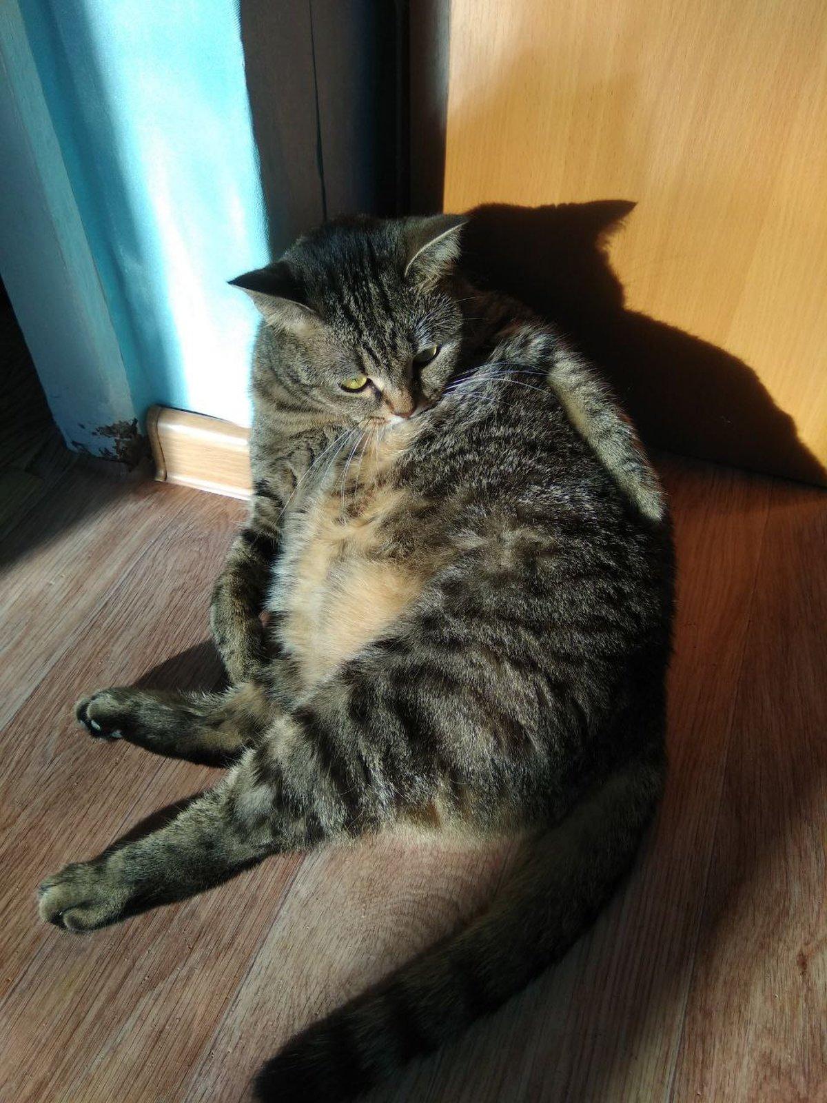 Фото День уважения кошки отмечают 28 марта: 30 кадров забавных усатых-полосатых 4 - Сиб.ФМ Фото День уважения кошки отмечают 28 марта: 30 кадров забавных усатых-полосатых 4