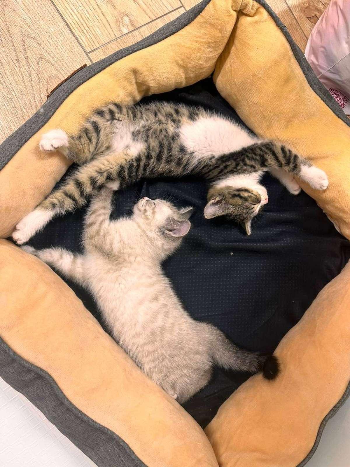 Фото День уважения кошки отмечают 28 марта: 30 кадров забавных усатых-полосатых 7 - Сиб.ФМ Фото День уважения кошки отмечают 28 марта: 30 кадров забавных усатых-полосатых 7