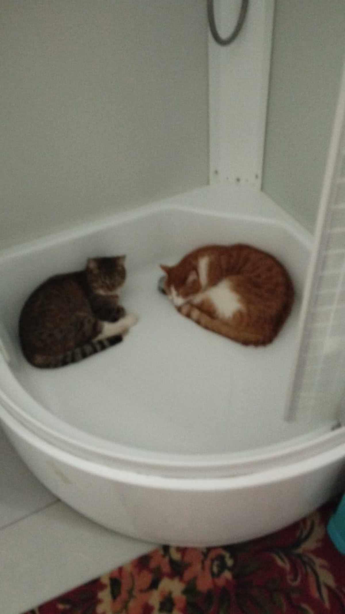 Фото День уважения кошки отмечают 28 марта: 30 кадров забавных усатых-полосатых 9 - Сиб.ФМ Фото День уважения кошки отмечают 28 марта: 30 кадров забавных усатых-полосатых 9