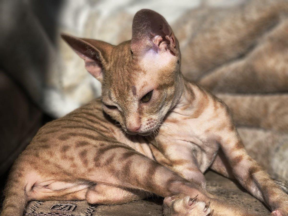 Фото День уважения кошки отмечают 28 марта: 30 кадров забавных усатых-полосатых 10 - Сиб.ФМ Фото День уважения кошки отмечают 28 марта: 30 кадров забавных усатых-полосатых 10