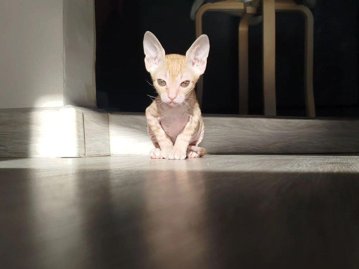 Фото День уважения кошки отмечают 28 марта: 30 кадров забавных усатых-полосатых 14 - Сиб.ФМ Фото День уважения кошки отмечают 28 марта: 30 кадров забавных усатых-полосатых 14