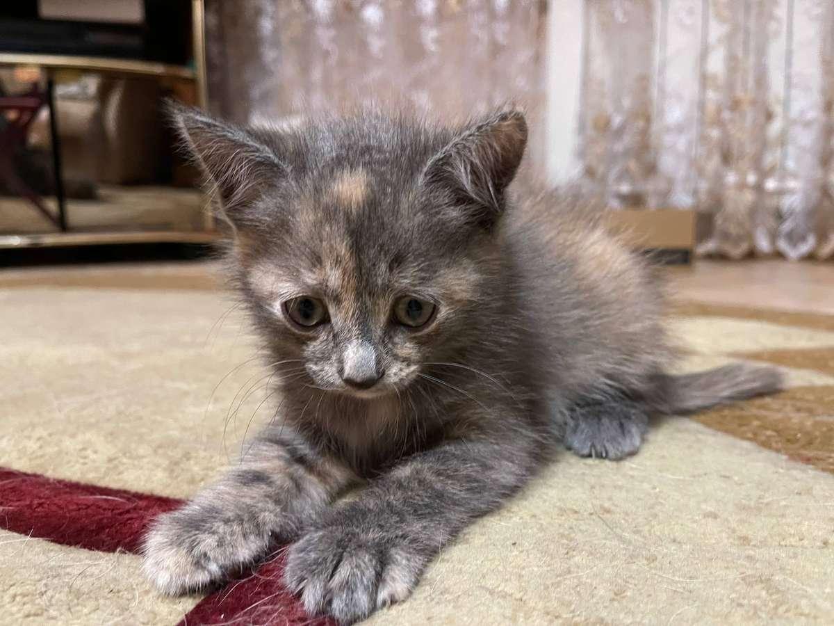 Фото День уважения кошки отмечают 28 марта: 30 кадров забавных усатых-полосатых 11 - Сиб.ФМ Фото День уважения кошки отмечают 28 марта: 30 кадров забавных усатых-полосатых 11