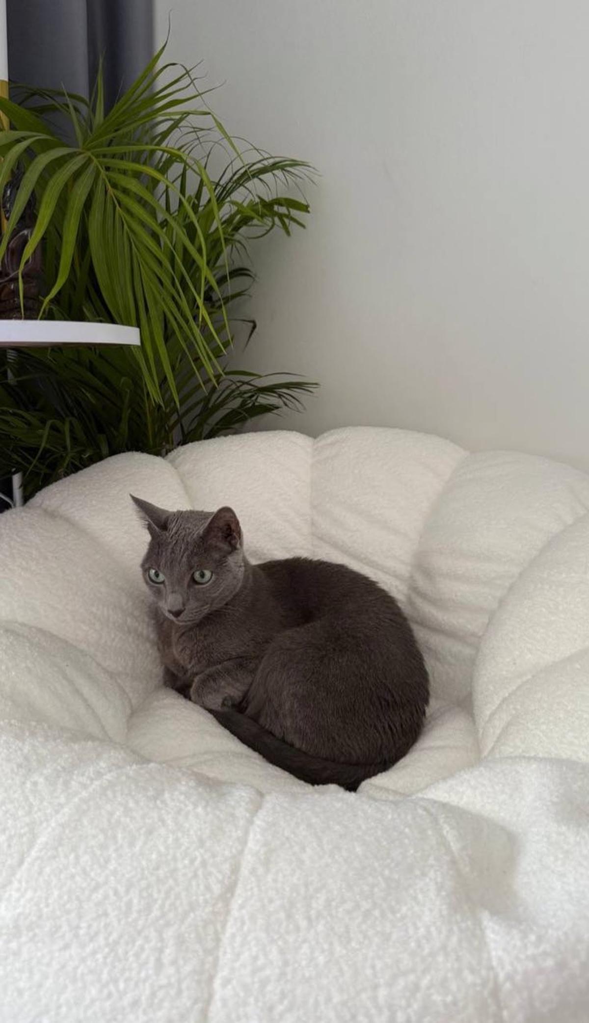 Фото День уважения кошки отмечают 28 марта: 30 кадров забавных усатых-полосатых 16 - Сиб.ФМ Фото День уважения кошки отмечают 28 марта: 30 кадров забавных усатых-полосатых 16