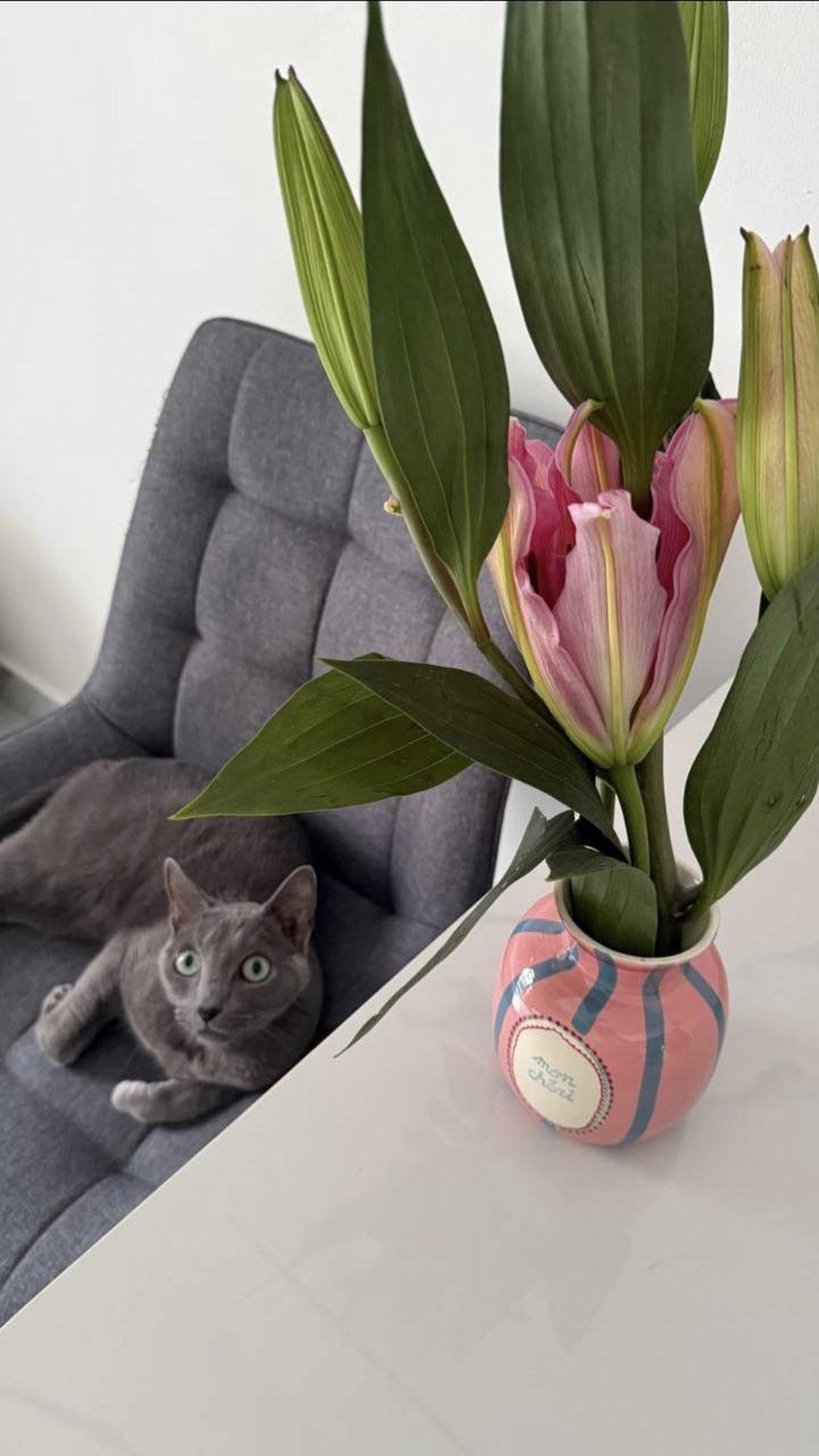 Фото День уважения кошки отмечают 28 марта: 30 кадров забавных усатых-полосатых 12 - Сиб.ФМ Фото День уважения кошки отмечают 28 марта: 30 кадров забавных усатых-полосатых 12