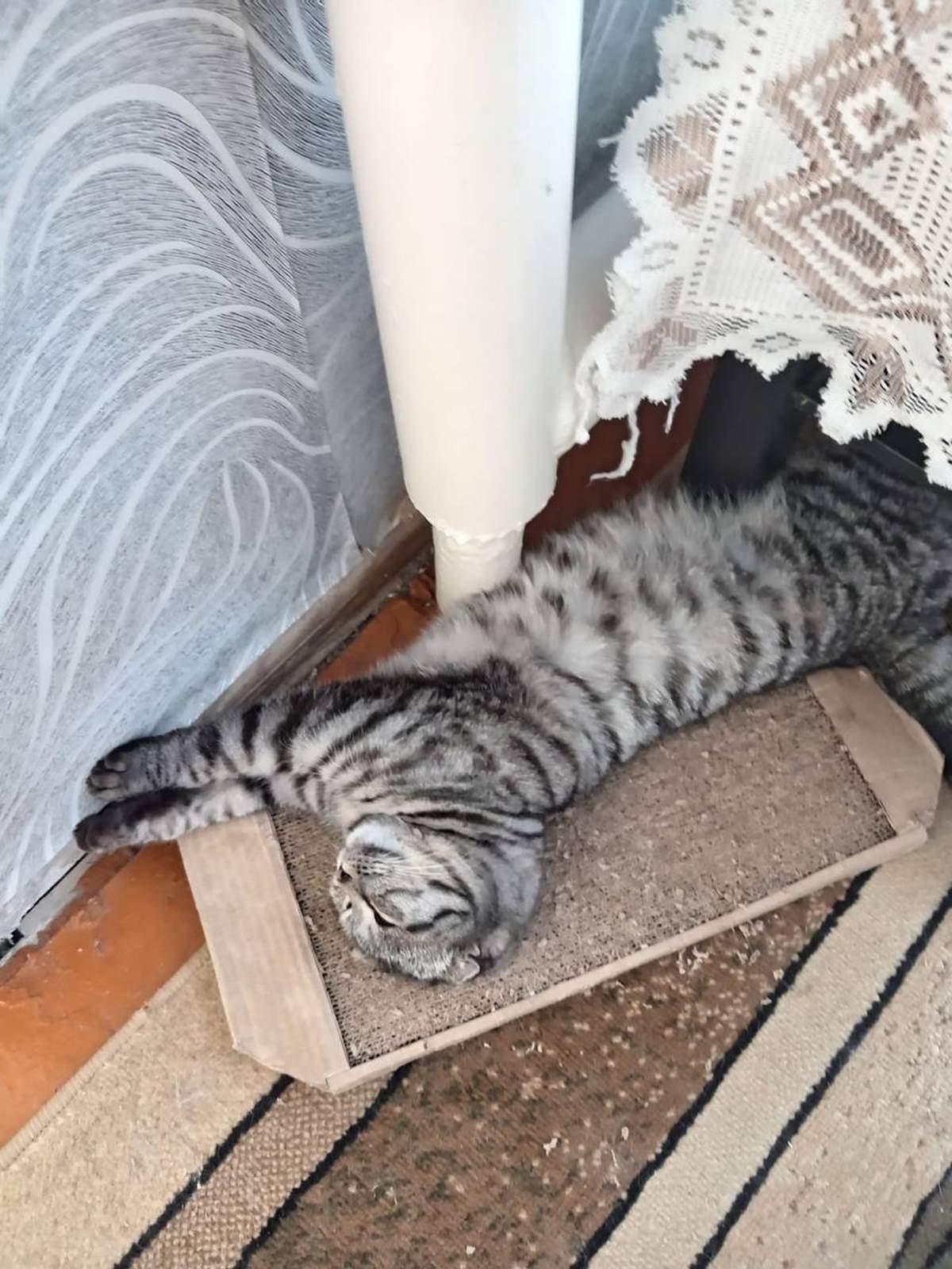 Фото День уважения кошки отмечают 28 марта: 30 кадров забавных усатых-полосатых 13 - Сиб.ФМ Фото День уважения кошки отмечают 28 марта: 30 кадров забавных усатых-полосатых 13