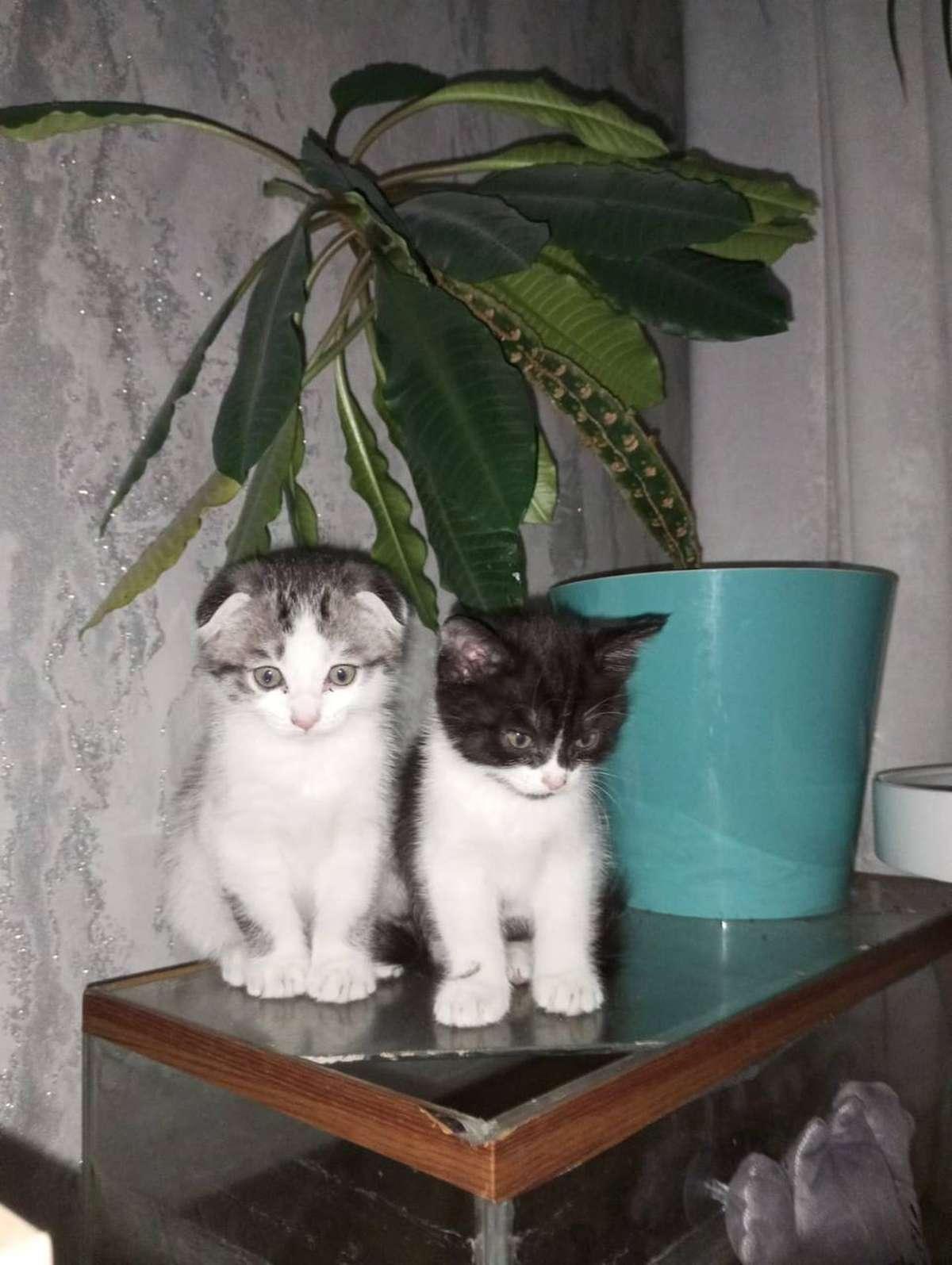 Фото День уважения кошки отмечают 28 марта: 30 кадров забавных усатых-полосатых 15 - Сиб.ФМ Фото День уважения кошки отмечают 28 марта: 30 кадров забавных усатых-полосатых 15