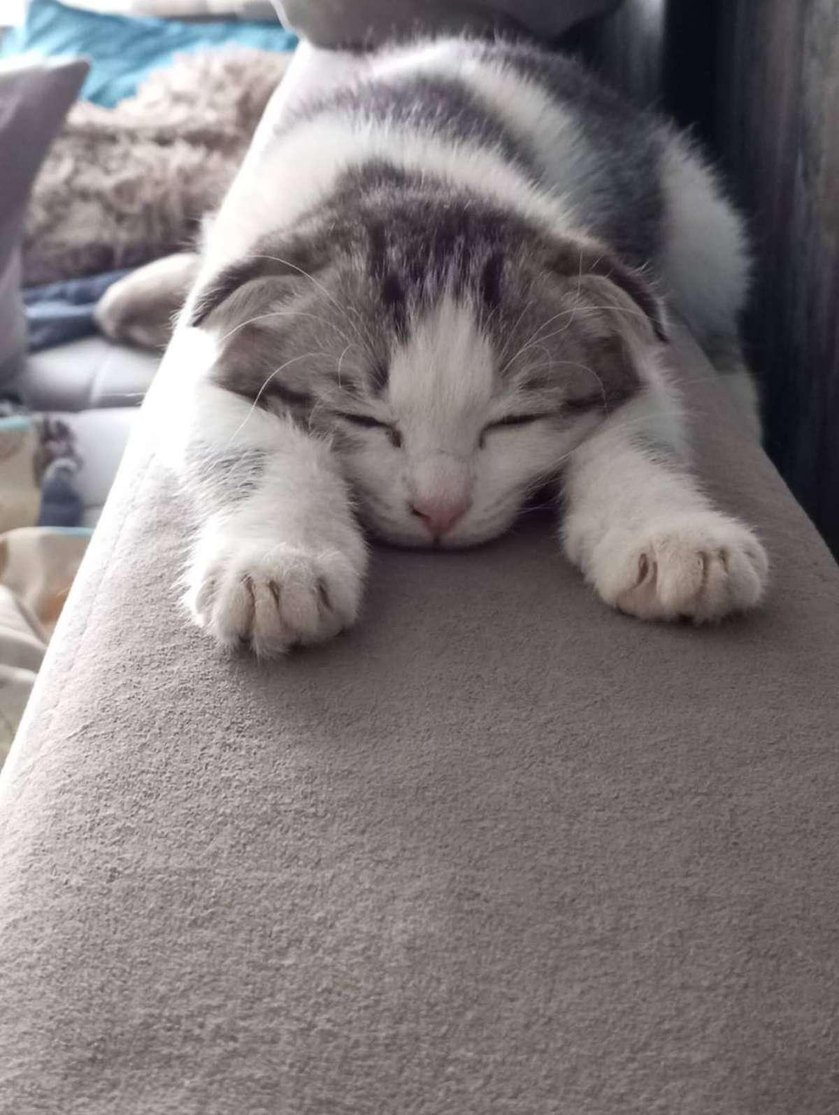 Фото День уважения кошки отмечают 28 марта: 30 кадров забавных усатых-полосатых 18 - Сиб.ФМ Фото День уважения кошки отмечают 28 марта: 30 кадров забавных усатых-полосатых 18