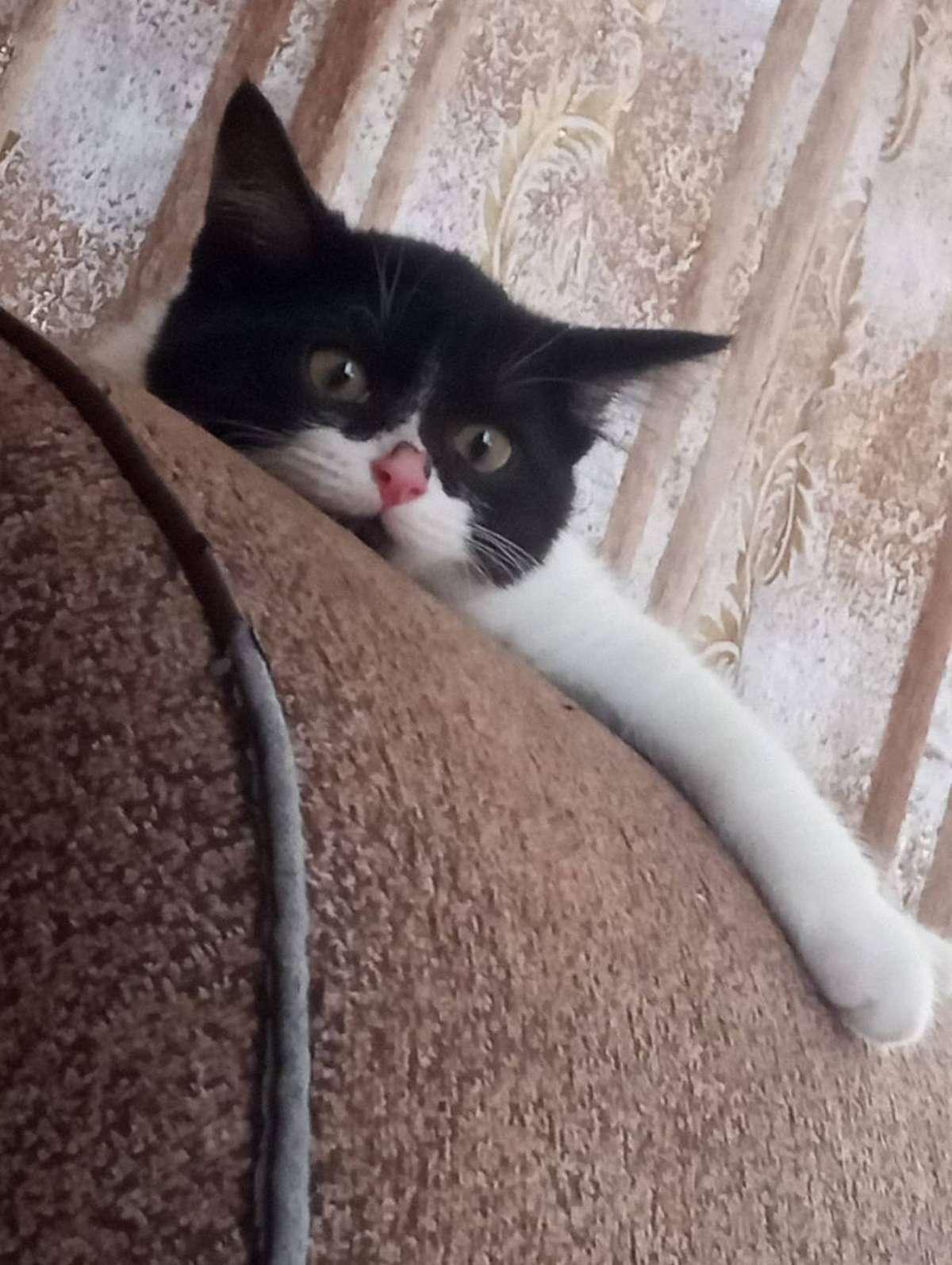 Фото День уважения кошки отмечают 28 марта: 30 кадров забавных усатых-полосатых 19 - Сиб.ФМ Фото День уважения кошки отмечают 28 марта: 30 кадров забавных усатых-полосатых 19