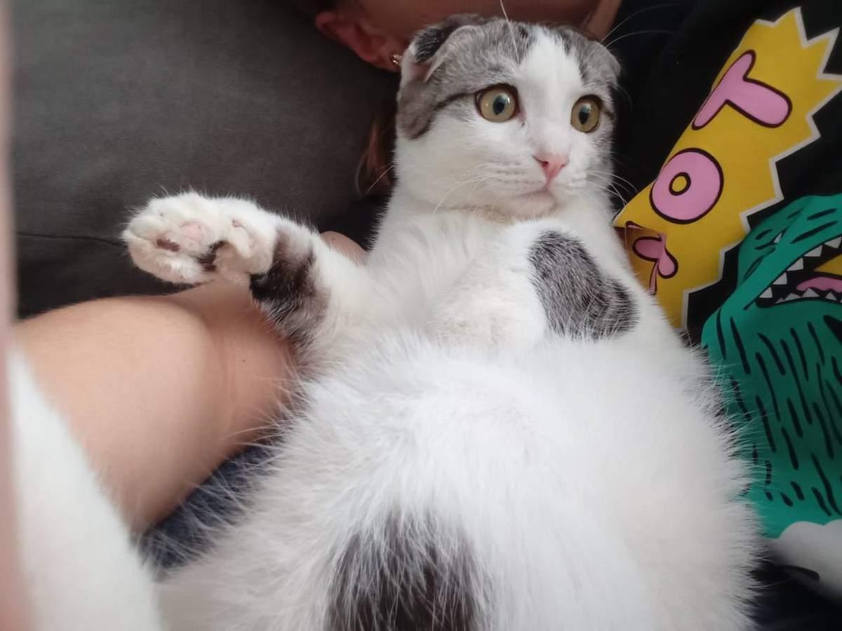 Фото День уважения кошки отмечают 28 марта: 30 кадров забавных усатых-полосатых 20 - Сиб.ФМ Фото День уважения кошки отмечают 28 марта: 30 кадров забавных усатых-полосатых 20