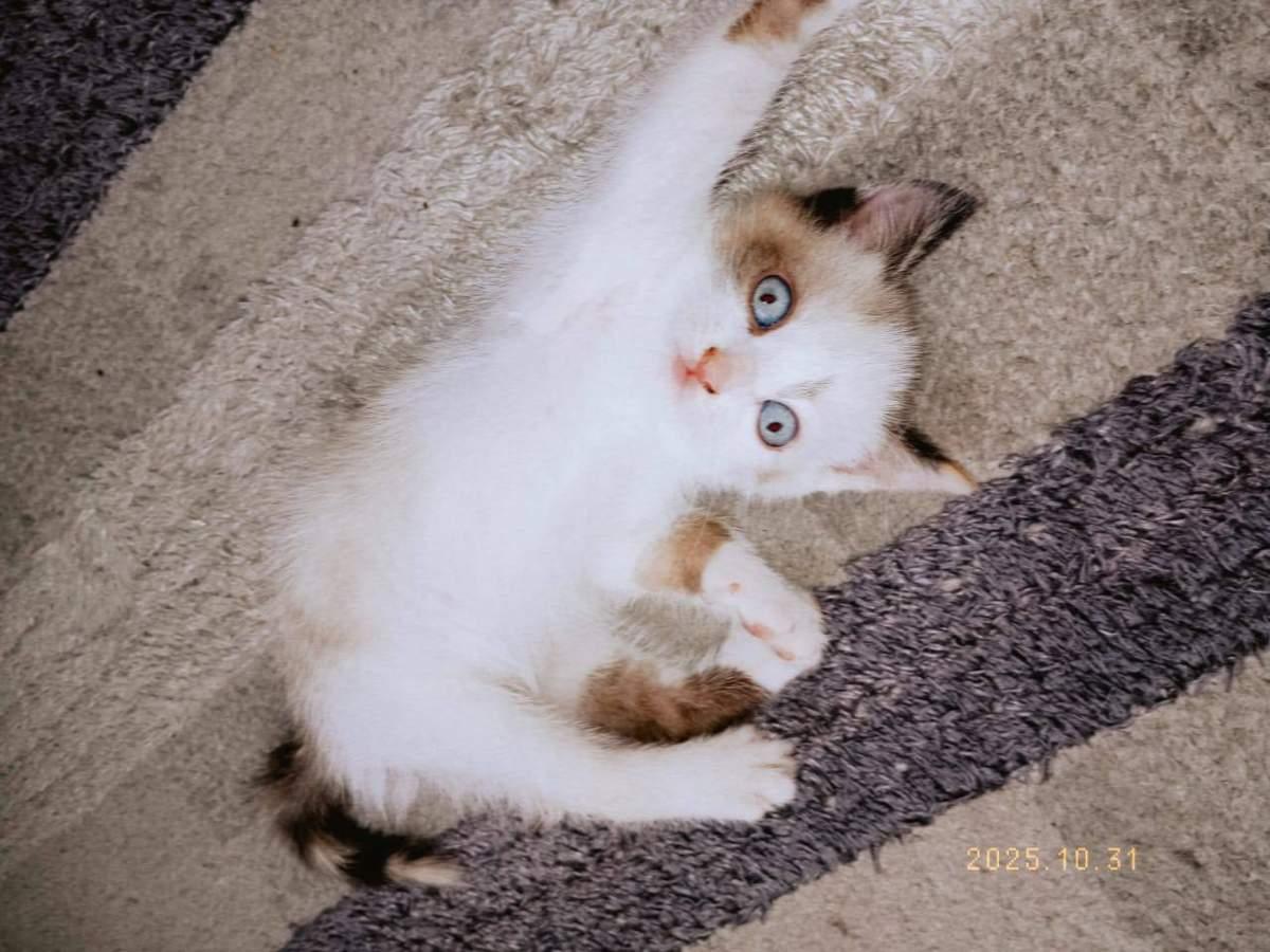 Фото День уважения кошки отмечают 28 марта: 30 кадров забавных усатых-полосатых 21 - Сиб.ФМ Фото День уважения кошки отмечают 28 марта: 30 кадров забавных усатых-полосатых 21