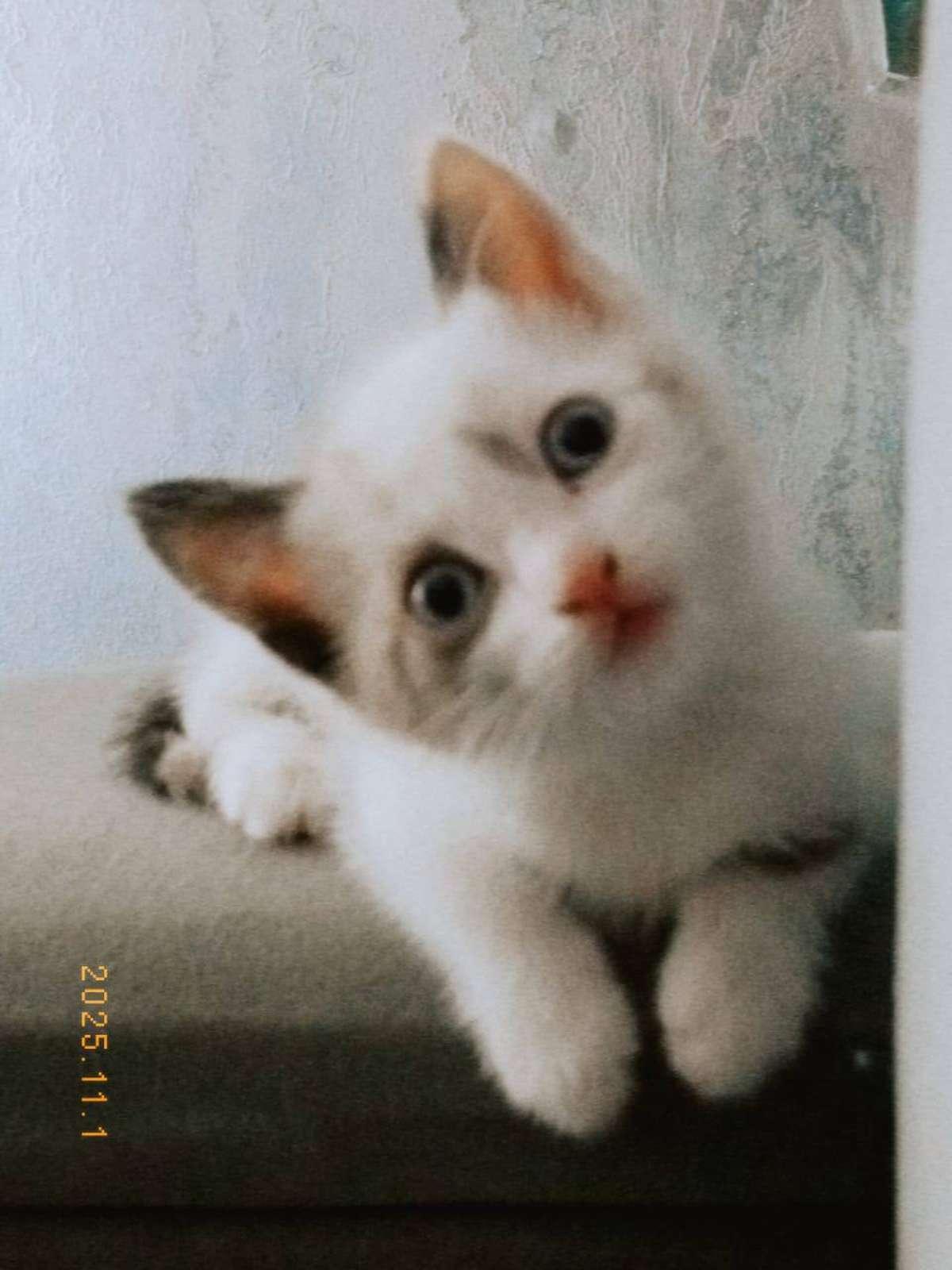 Фото День уважения кошки отмечают 28 марта: 30 кадров забавных усатых-полосатых 25 - Сиб.ФМ Фото День уважения кошки отмечают 28 марта: 30 кадров забавных усатых-полосатых 25