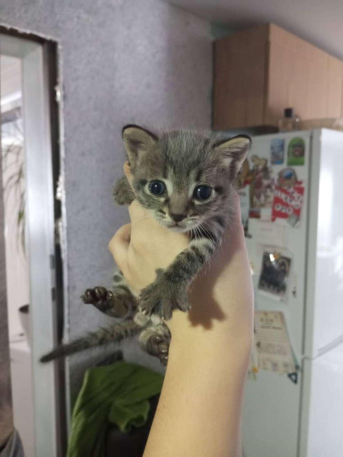 Фото День уважения кошки отмечают 28 марта: 30 кадров забавных усатых-полосатых 22 - Сиб.ФМ Фото День уважения кошки отмечают 28 марта: 30 кадров забавных усатых-полосатых 22