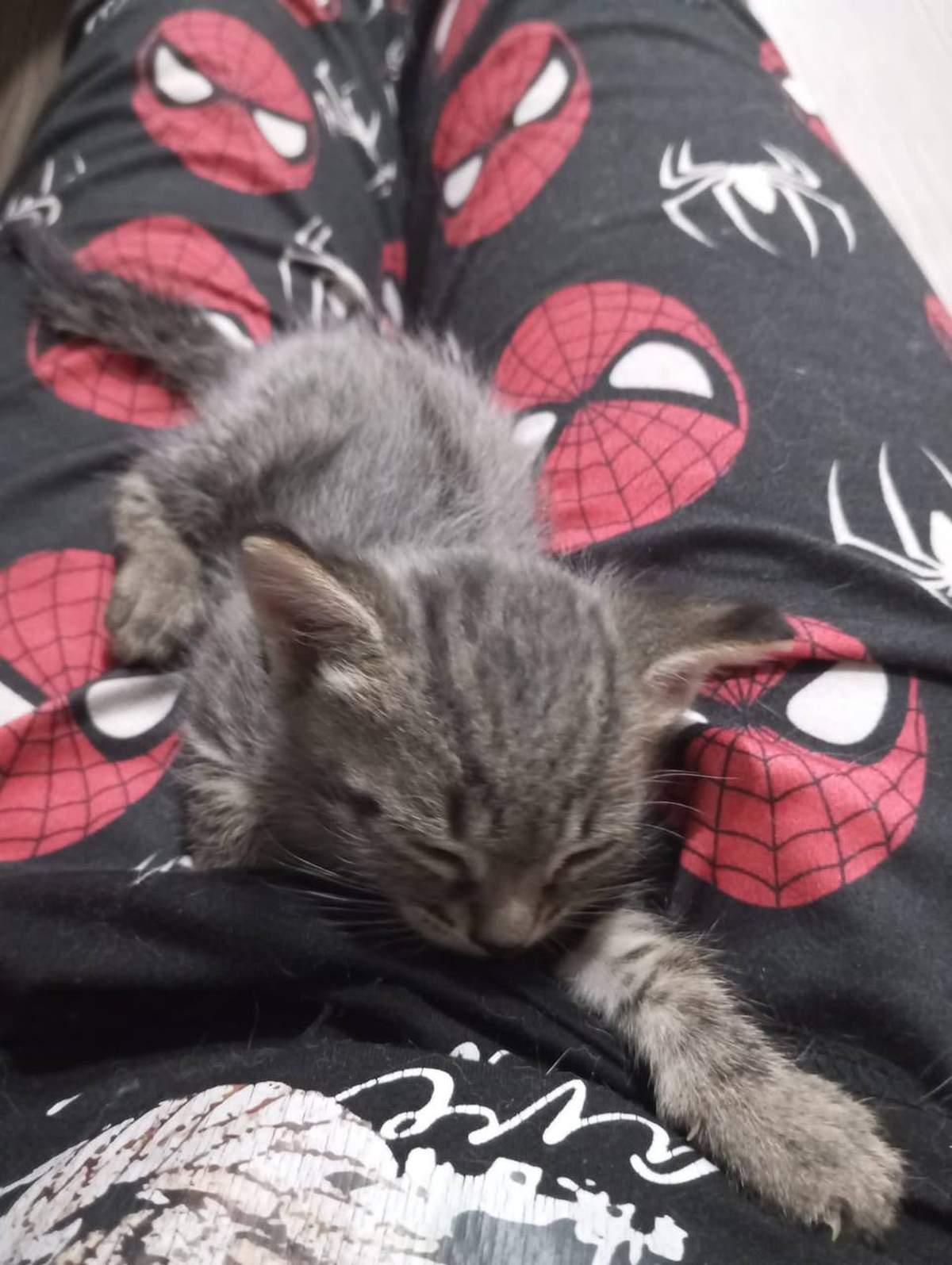 Фото День уважения кошки отмечают 28 марта: 30 кадров забавных усатых-полосатых 24 - Сиб.ФМ Фото День уважения кошки отмечают 28 марта: 30 кадров забавных усатых-полосатых 24