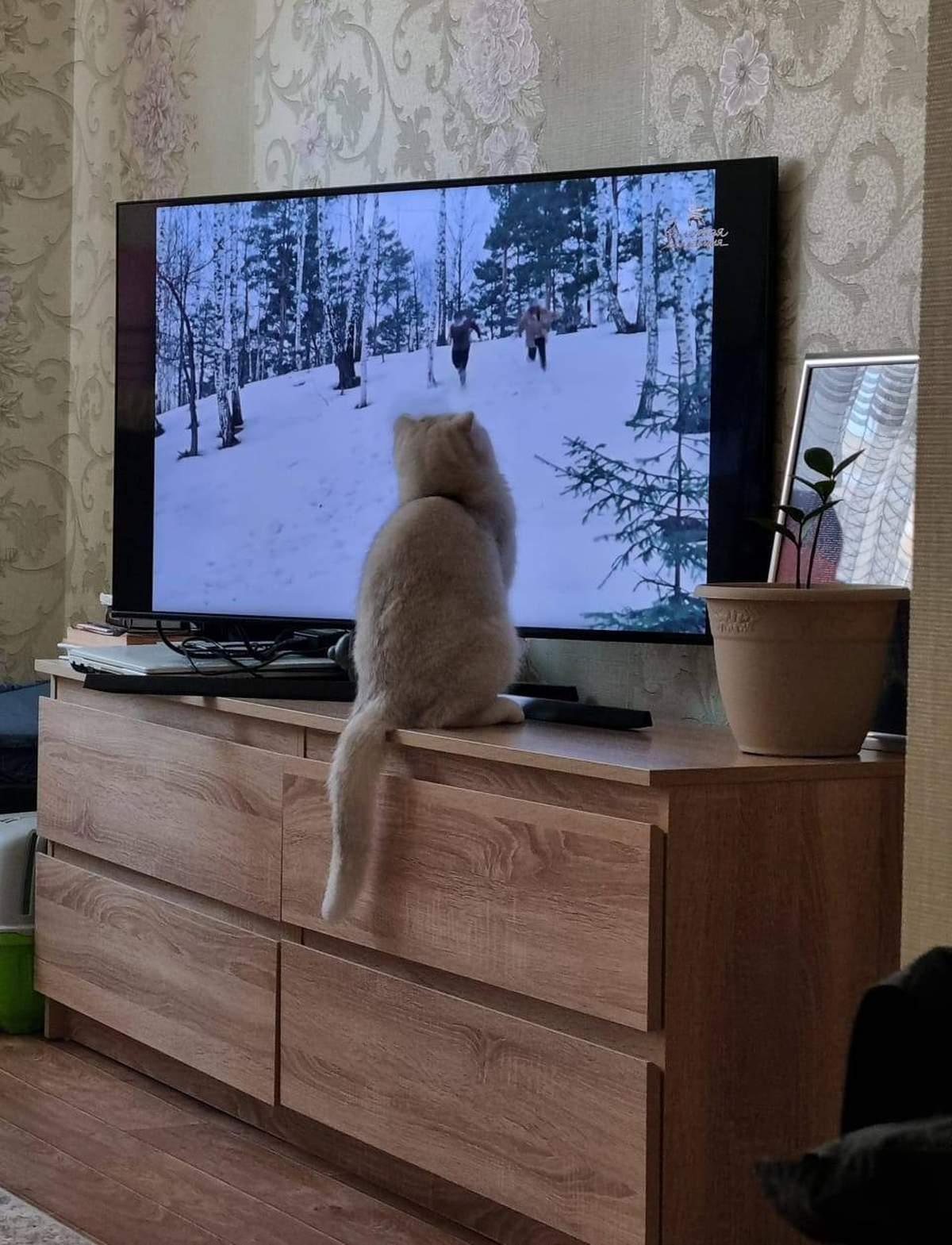 Фото День уважения кошки отмечают 28 марта: 30 кадров забавных усатых-полосатых 23 - Сиб.ФМ Фото День уважения кошки отмечают 28 марта: 30 кадров забавных усатых-полосатых 23