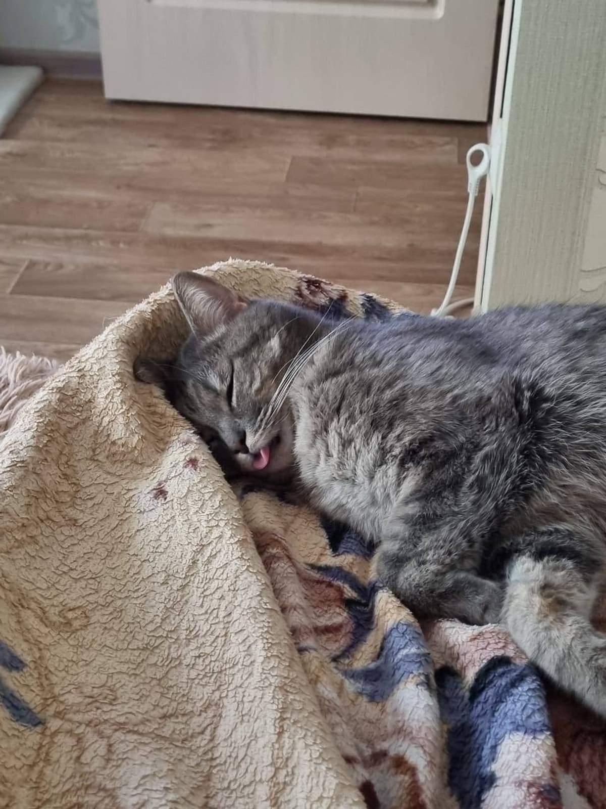 Фото День уважения кошки отмечают 28 марта: 30 кадров забавных усатых-полосатых 28 - Сиб.ФМ Фото День уважения кошки отмечают 28 марта: 30 кадров забавных усатых-полосатых 28