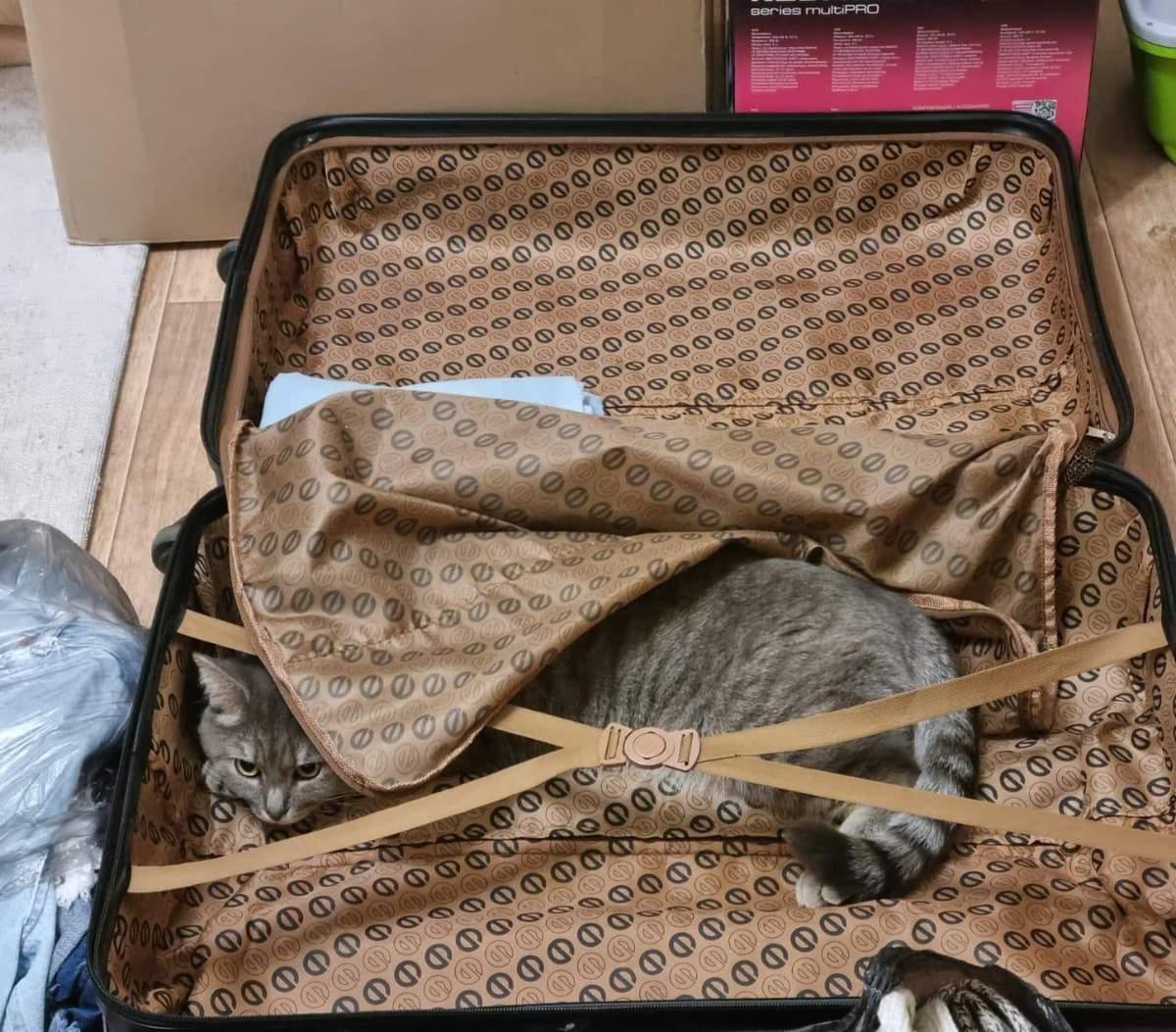 Фото День уважения кошки отмечают 28 марта: 30 кадров забавных усатых-полосатых 26 - Сиб.ФМ Фото День уважения кошки отмечают 28 марта: 30 кадров забавных усатых-полосатых 26