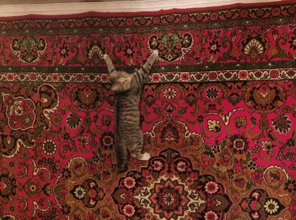 Фото День уважения кошки отмечают 28 марта: 30 кадров забавных усатых-полосатых 27 - Сиб.ФМ Фото День уважения кошки отмечают 28 марта: 30 кадров забавных усатых-полосатых 27