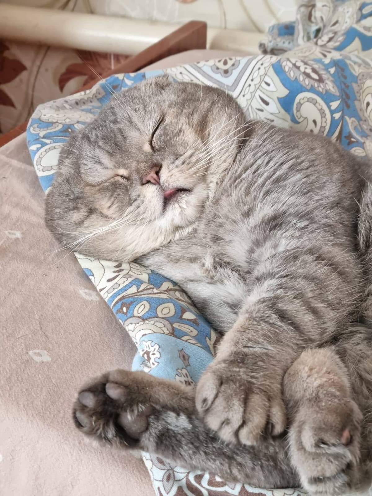 Фото День уважения кошки отмечают 28 марта: 30 кадров забавных усатых-полосатых 29 - Сиб.ФМ Фото День уважения кошки отмечают 28 марта: 30 кадров забавных усатых-полосатых 29